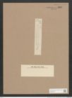 Navicula elongata Ehr. (de-Toni-Nr.: Genus 1, Species 768) Zeichnungen Sammlung Grunow Nr. 1305 (NHMW-BOT-W0367975)